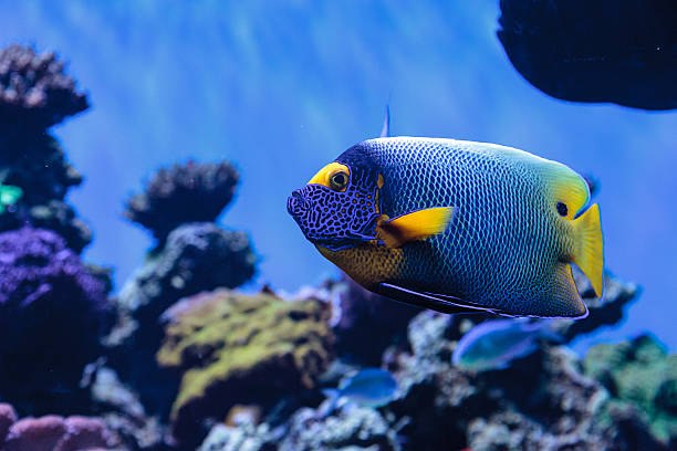 istock Blue faced angelfish Pomacanthus xanthometopon 636590040