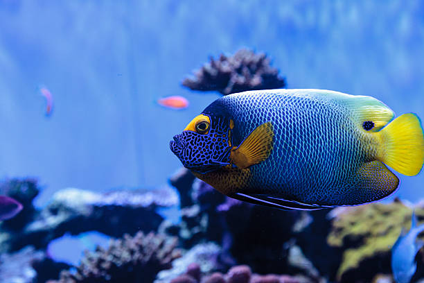 istock Blue faced angelfish Pomacanthus xanthometopon 636590076
