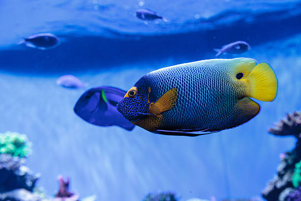 istock Blue faced angelfish Pomacanthus xanthometopon 636590188
