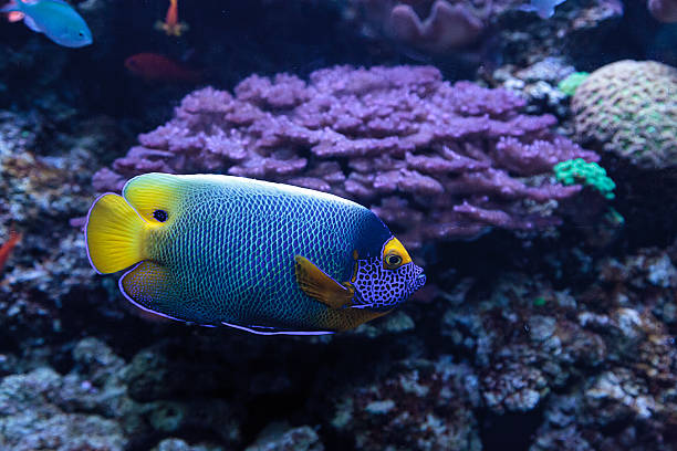 istock Blue faced angelfish Pomacanthus xanthometopon 636590316