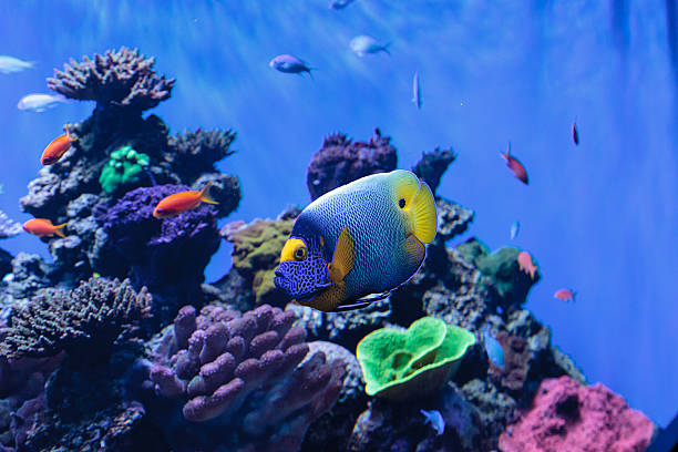 istock Blue faced angelfish Pomacanthus xanthometopon 636590386