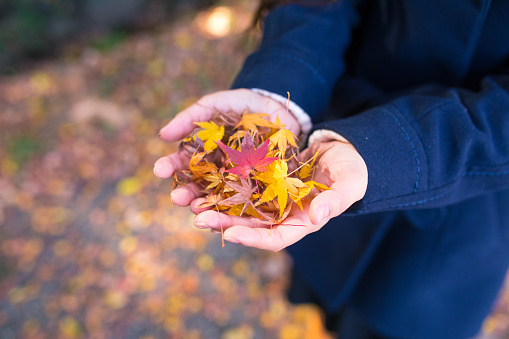 Woman holding fallen autmn leaves