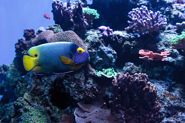 istock Blue faced angelfish Pomacanthus xanthometopon 636590490