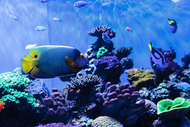 istock Blue faced angelfish Pomacanthus xanthometopon 636590548