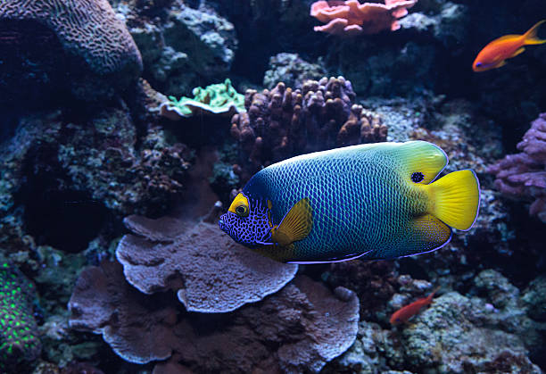 istock Blue faced angelfish Pomacanthus xanthometopon 636590664