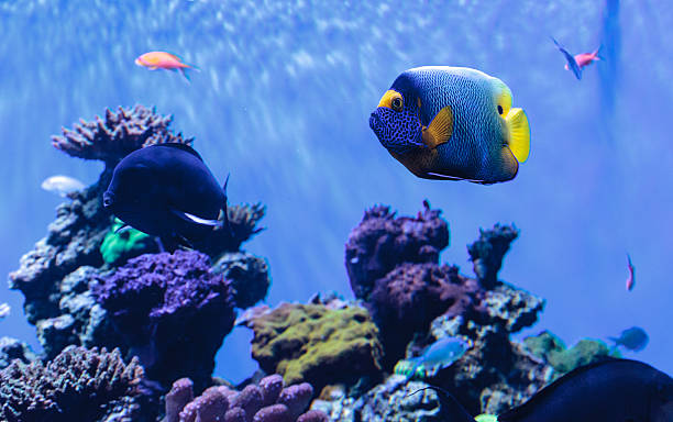 istock Blue faced angelfish Pomacanthus xanthometopon 636590744