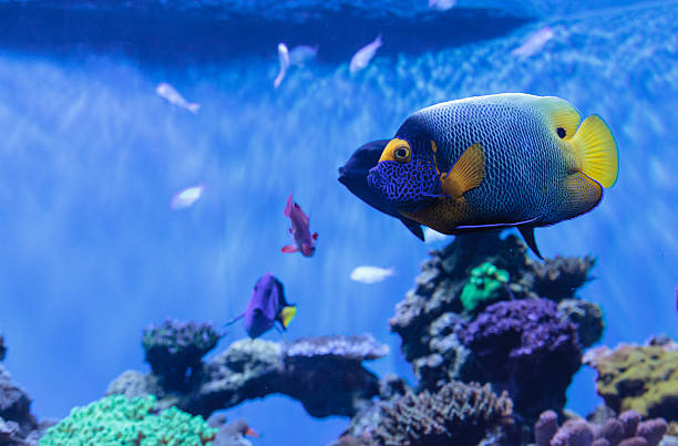 istock Blue faced angelfish Pomacanthus xanthometopon 636590772