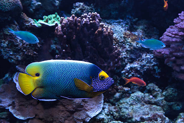 istock Blue faced angelfish Pomacanthus xanthometopon 636591200