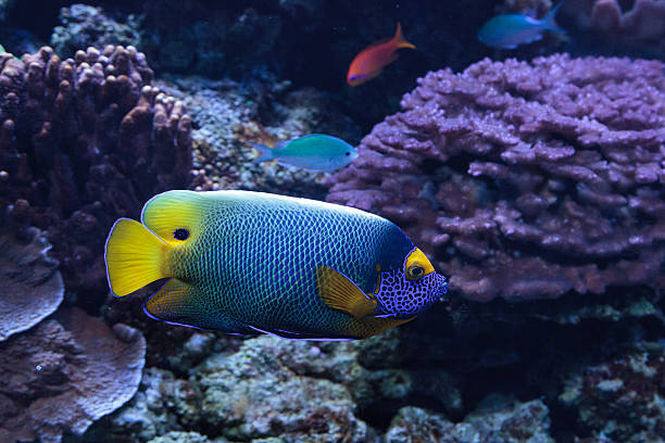 istock Blue faced angelfish Pomacanthus xanthometopon 636591244