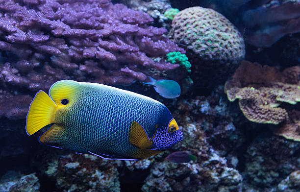 istock Blue faced angelfish Pomacanthus xanthometopon 636591662