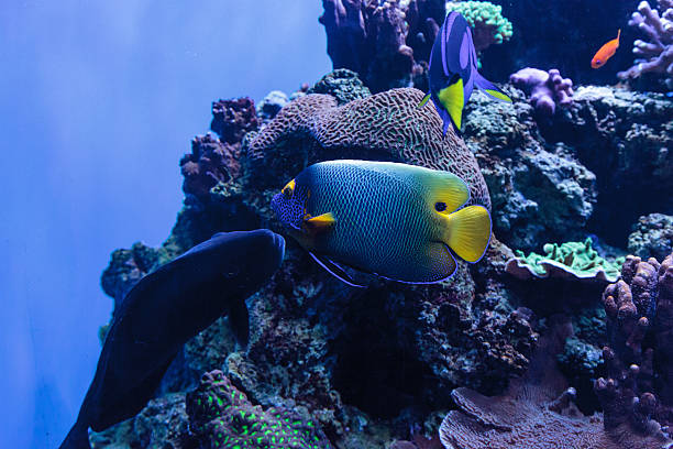 istock Blue faced angelfish Pomacanthus xanthometopon 636592186