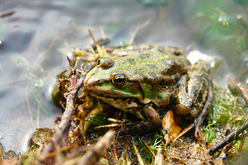 Green Frog sitting in shallow water 1