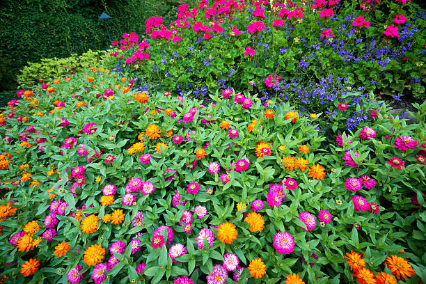 istock Garden zinnias 636592664