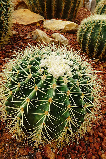 istock Beautiful Cactus in the garden 636594306