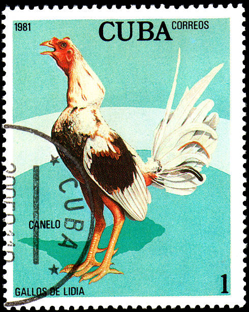 istock Stamp printed by Cuba shows the Cock Canelo 636594506
