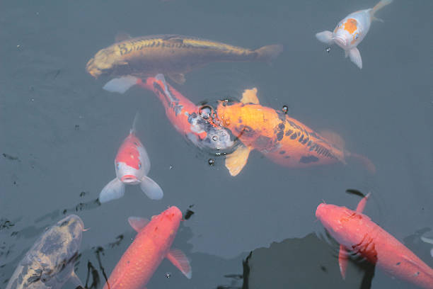istock Koi carps swimming in the Pond 636594940
