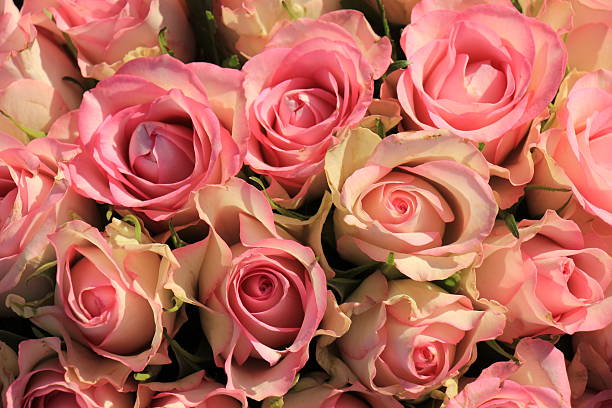 istock Pink roses wedding bouquet 636595376