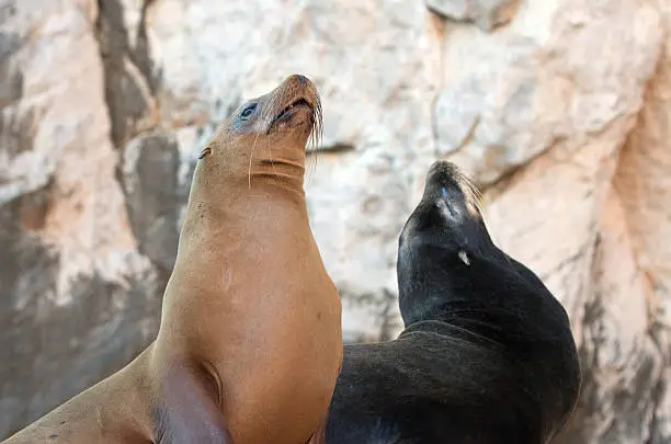 California Sea Lion couple on La Lobera 
