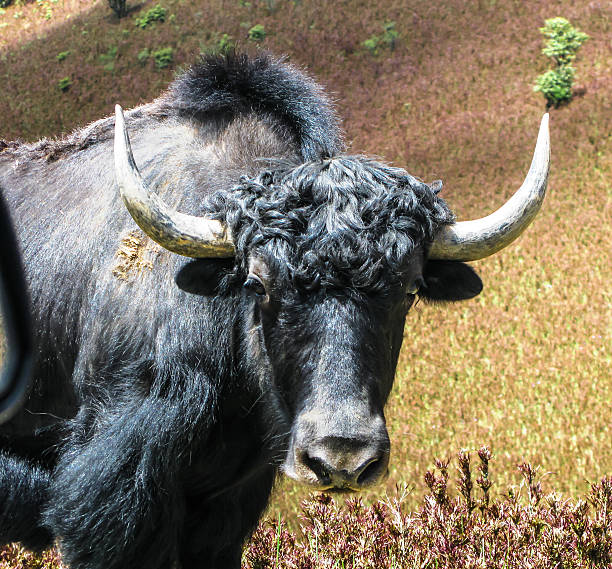 Đầu Yak Bò Hoang Himalaya Bhutan Hình ảnh Sẵn có - Tải xuống Hình ảnh Ngay  bây giờ - Bhutan, Bò giống cái, Bò nhà - Động vật móng guốc - iStock