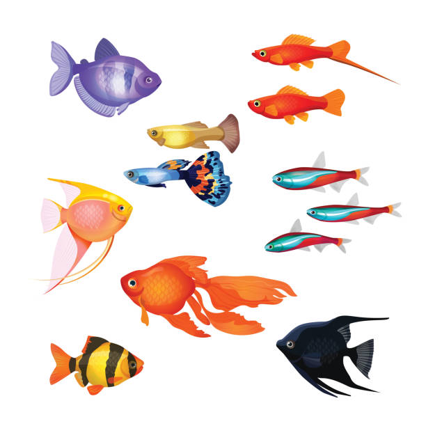 ilustrações, clipart, desenhos animados e ícones de conjunto de peixes de aquário. personagens subaquáticos realistas e contos de fadas. - tropical fish clown fish isolated animal