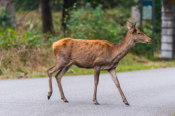 istock Red deer crosses the road 636607618