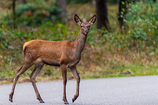 istock Young red deer on the street 636607996