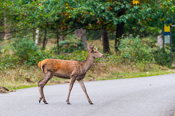 istock Red deer crosses a road 636608728