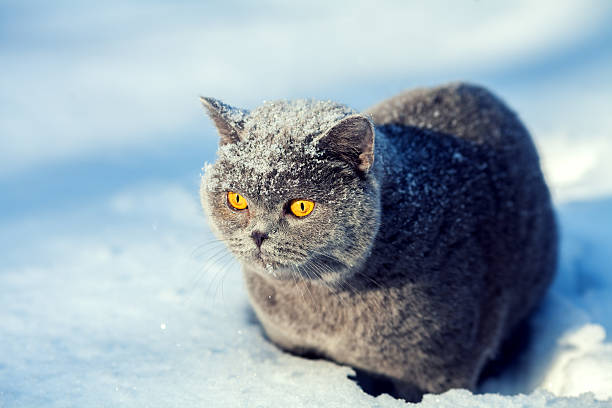 istock Cat covered with snow sitting in the deep snow 636609146
