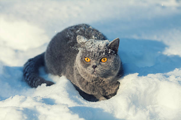 istock Cat covered with snow sitting in the deep snow 636609254