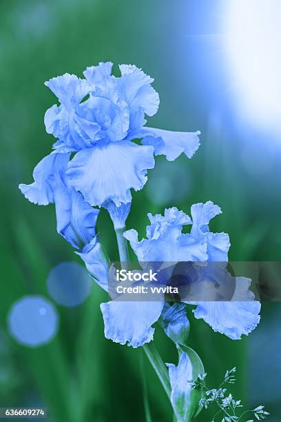 Blue Vintage Iris Flowers In The Garden In Sunny Day Stock Photo - Download Image Now