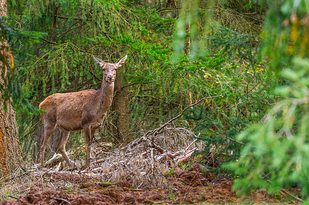 istock Female red deer in the forest 636611424