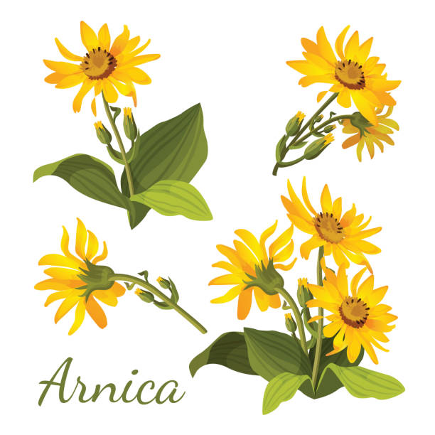 Arnica floral composition. Set of flowers with leaves, buds and vector art illustration