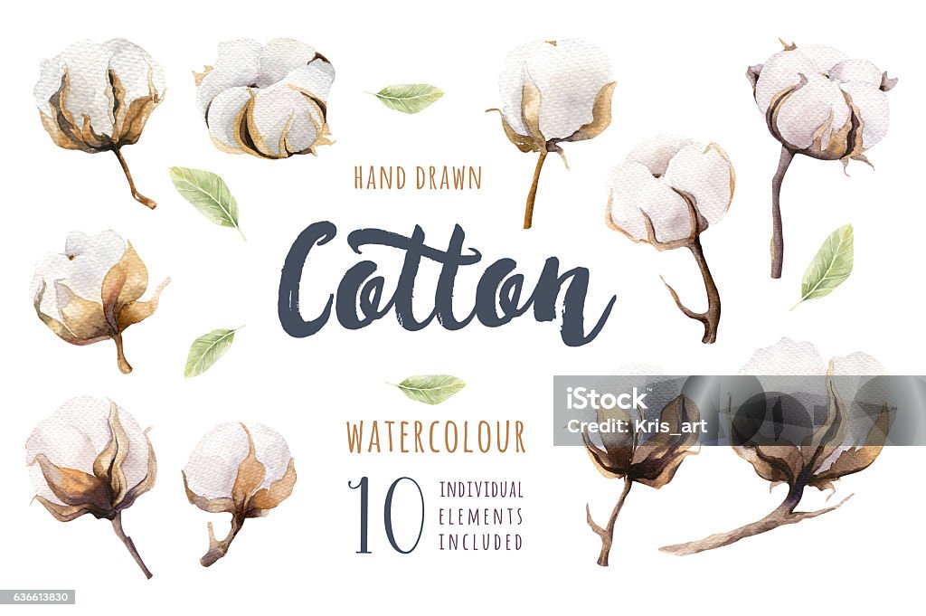 Set of hand drawn watercolour Cotton boll. Isolated watercolor p Set of hand drawn watercolour Cotton boll. Isolated watercolor painting on white background. Cotton  branch flower print decoration. Agriculture Stock Photo