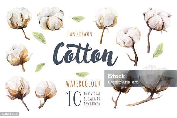 Set Of Hand Drawn Watercolour Cotton Boll Isolated Watercolor P Stock Photo - Download Image Now