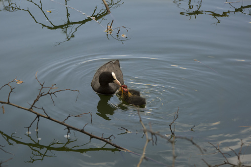 Mother coot and chicks