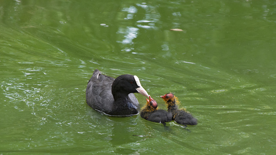 Mother coot and chicks
