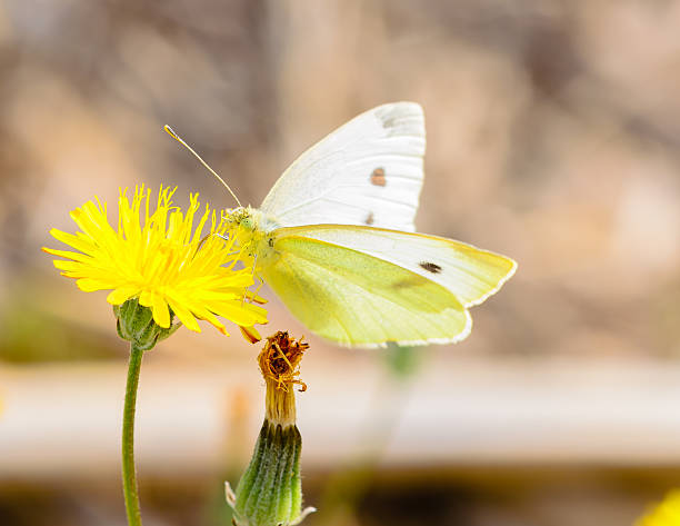 istock White butterfly on yellow innkeeper 636615030