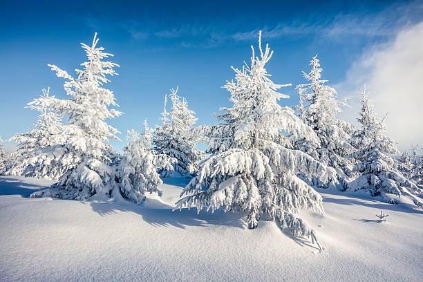 istock Sunny morning scene in the mountain forest 636615046
