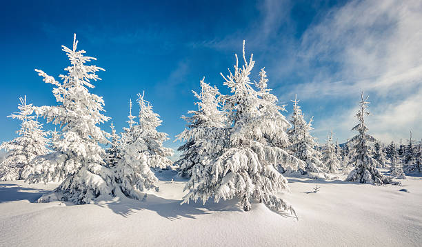 istock Sunny morning scene in the mountain forest 636615144