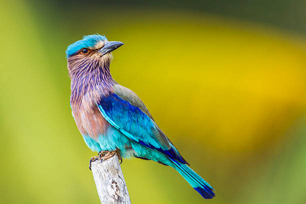 specie Coracias benghalensis  family of Coraciidae