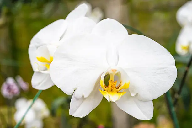 Photo of phalaenopsis amabilis blume orchid