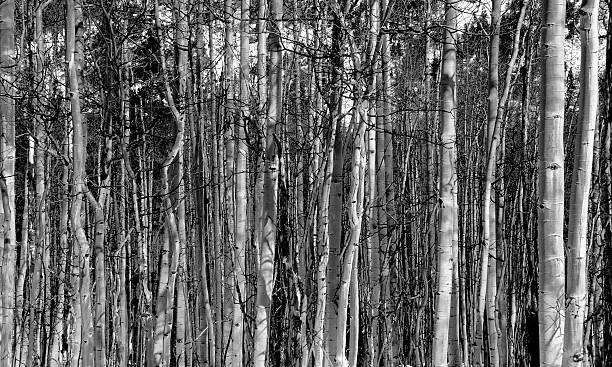 istock Forest of skinny trees in winter 636617046