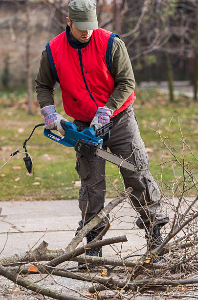 istock Man cutting a branch with chainsaw in the yard 636617170