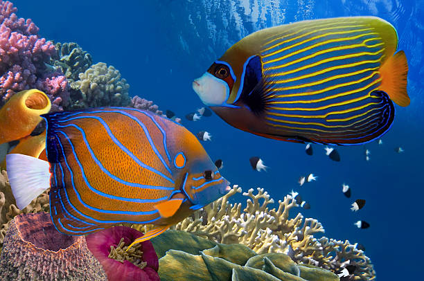 istock Colorful coral reef with many fishes 636617184