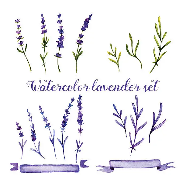 Vector illustration of Set of watercolor lavender and ribbons