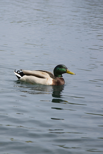 Duck male