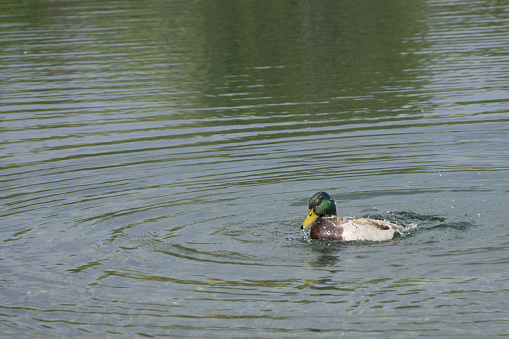 Duck male