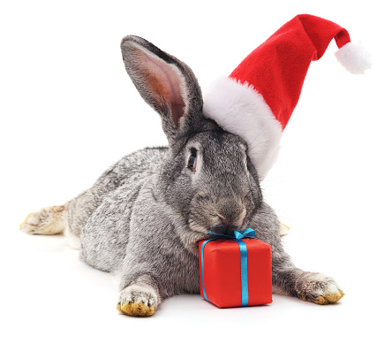 Rabbit in a Christmas hat isolated on white background.