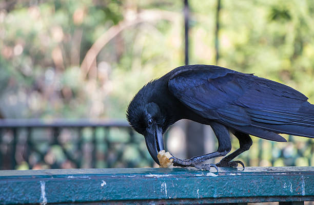 Black crow eating snack Black crow eating snack on a fence in the park at dusit zoo, thailand crow eating carrion stock pictures, royalty-free photos & images