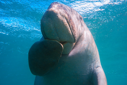 Dugong dugon and his smile